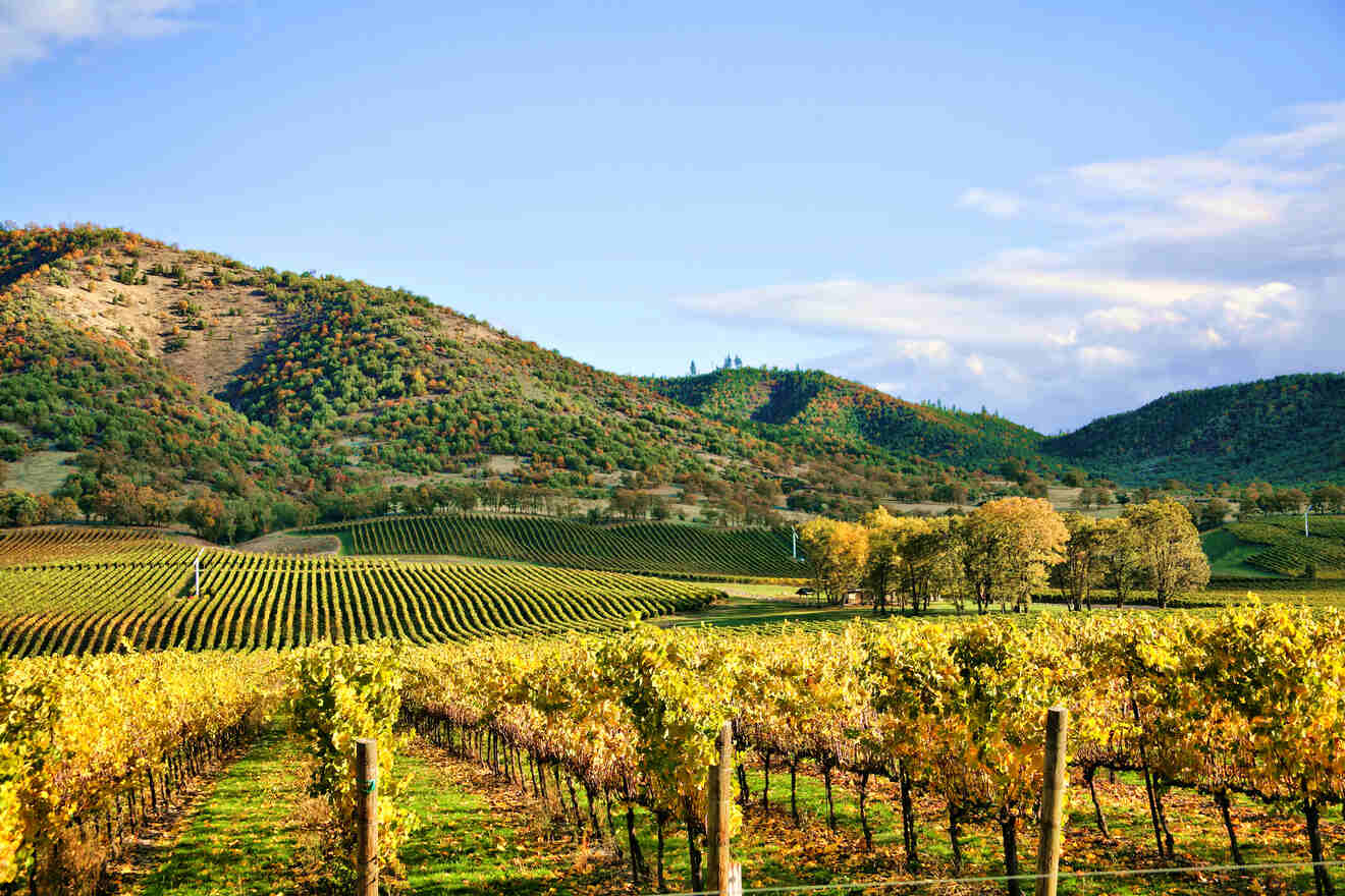 Where to Stay in Napa Valley, California → 4 Best Areas